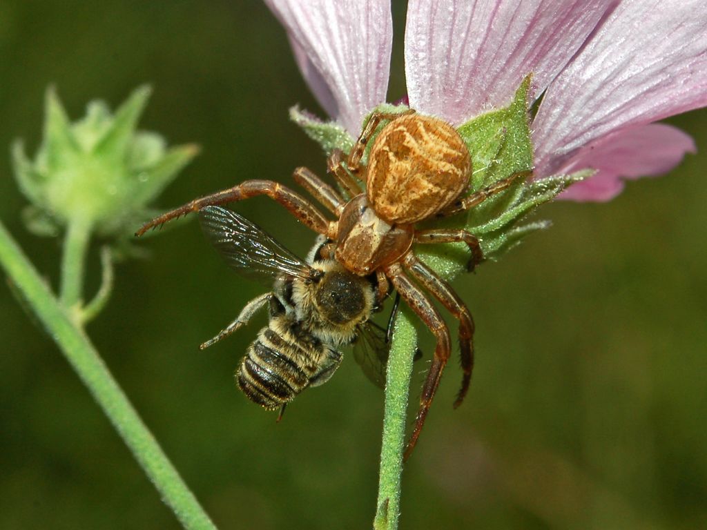 Xysticus sp.